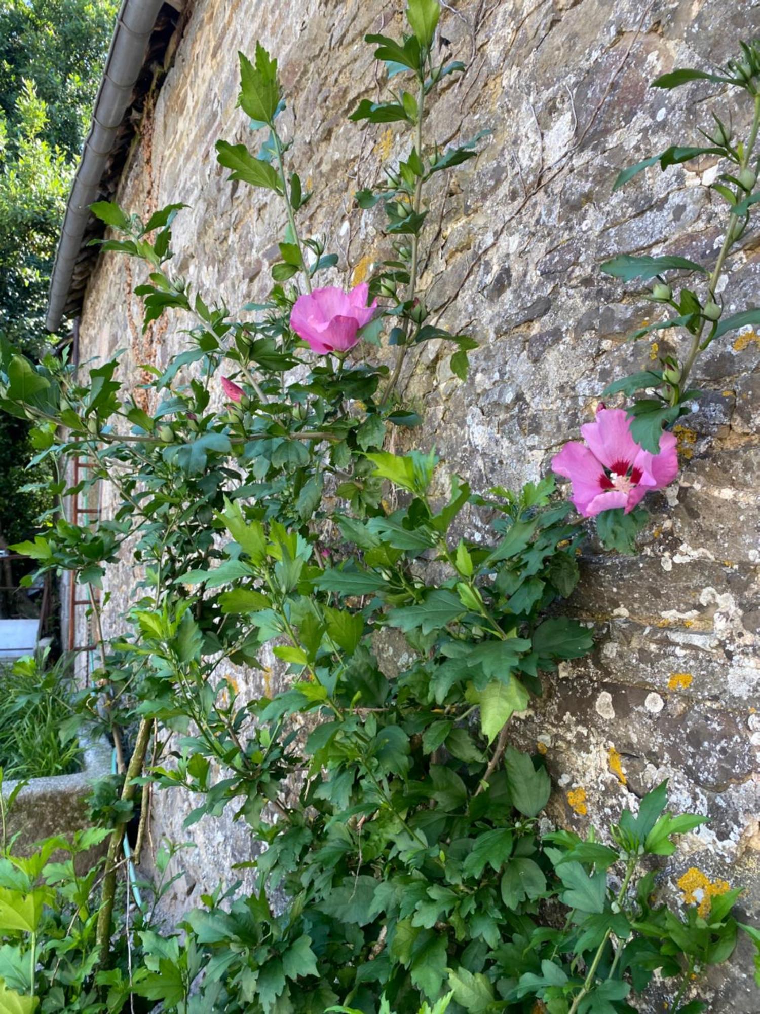 דירות Saint-Cyr-en-Pail Chateau De La Robiniere מראה חיצוני תמונה